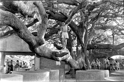民國51年茄苳腳,孩童攀爬茄苳樹畫面(余如季影像典藏館提供)_0