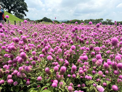 01-1,000株千日紅夢幻登場！后里環保公園化身粉紫童話花園_0