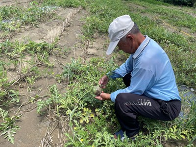 中市西瓜、黑后葡萄及金香葡萄災損 813前可申請現金救助 (3)