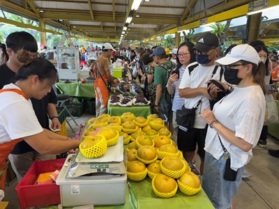 本市甘露梨口感佳、甘甜且可口，深受消費者喜愛