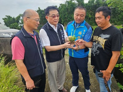 農業局張敬昌局長與楊啟邦議員赴外埔區現勘硬質玉米農損災區_0_0