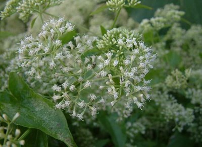 小花蔓澤蘭危害嚴重 籲市民共同防治