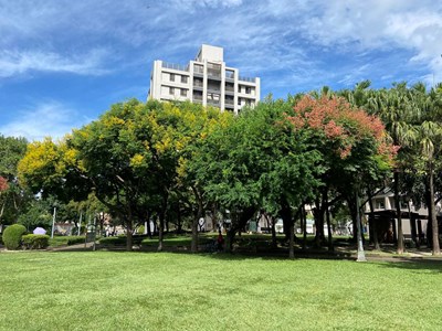 01-金黃欒花迎秋而來!中市建設局邀市民欣賞城市繽紛花景!_0_0