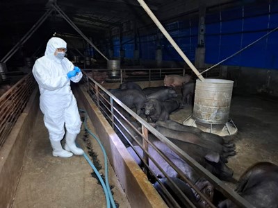 養豬場疑似非洲豬瘟 中市府:啟動四大防疫措施 全力配合農業部防疫