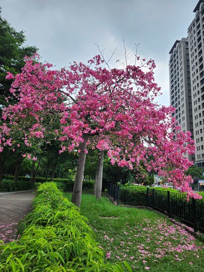 01-秋日限定!臺中美人樹粉紅花海沿街綻放 ,邀市民走出戶外賞浪漫風景_0