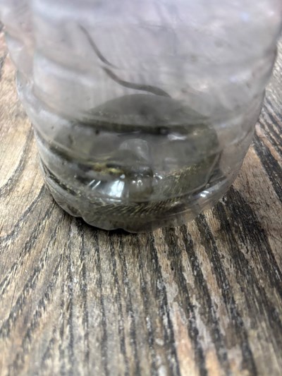 將裝瓶眼鏡蛇交由農業局動物保育單位