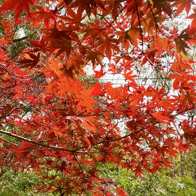 梨山地區楓葉逐漸轉紅，市府也推出台中Go梨山楓葉季交通時數套票