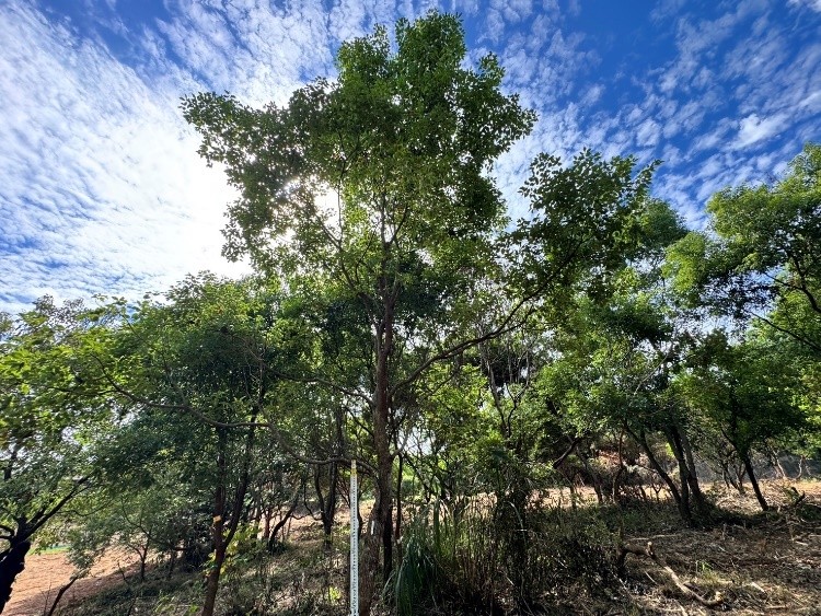 圖片來源：臺中市政府