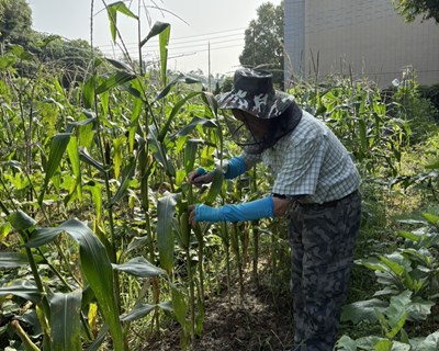 農友細心照料，期待好收成