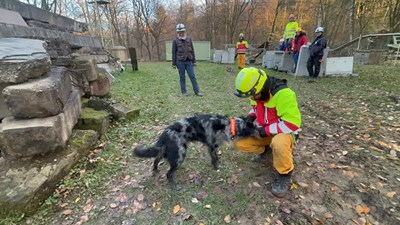 實際操作教官的犬隻進行搜索訓練