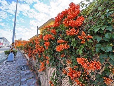 清淨園區炮仗花如瀑布般垂掛牆面，形成壯觀火紅花牆