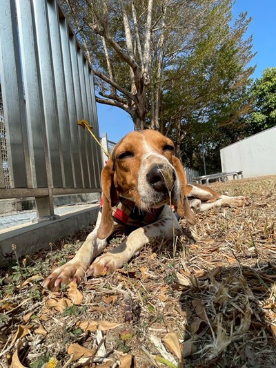 春節期間動物之家每日皆有值班獸醫師及工作人員駐守，守護毛孩們的新年假期