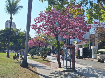 01-春日限定美景登場！中市「洋紅風鈴木」染粉街頭率先報春_0
