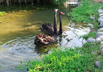03-市府建設局也預告公園將於17日迎來神秘嬌客「黑天鵝」進駐