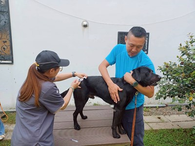 警犬注射情形
