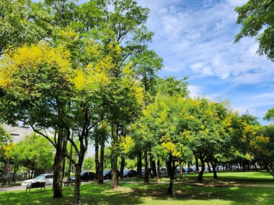 01-台灣欒樹下紅通通別緊張！中市建設局：紅姬緣椿象無害 是都市生態常客