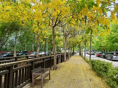 01-金「黃」花雨與夢幻「紫」雲浪漫相遇！中市夏日限定阿勃勒、大花紫薇接力盛開