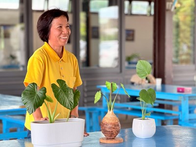 圖1李安妮向日葵農場主人教學如何辨識芋頭苗
