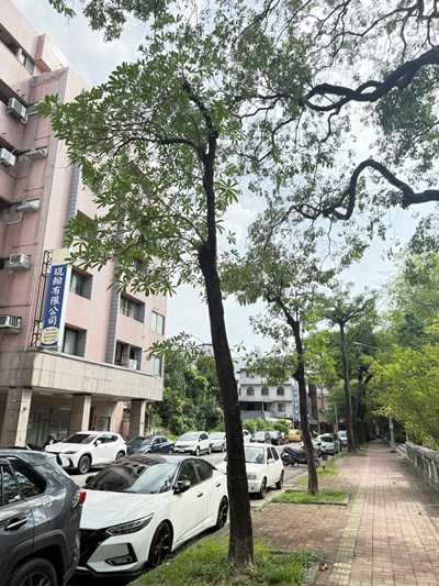 告別危木、迎來綠意！東區東光園路1022起換植38株台灣原生櫸木