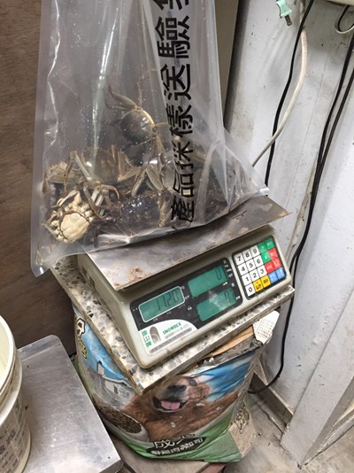 為食安把關 中市府抽檢大閘蟹養殖場