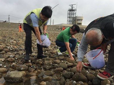 復育海瓜子簾蛤 中市放流種苗