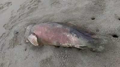 中市府將邀專家強化野生動物保育 改善棲地環境