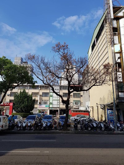 惡劣!文心路北屯路行道樹遭蓄意毒死 市府報警追查 最重可處5年徒刑並罰鍰及賠償