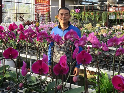 汽車銷售員改行種花 台中花農林將凱培育近10萬棵蝴蝶蘭