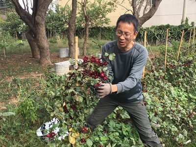 享受城市田園趣 中市「環保農園」即日起報名