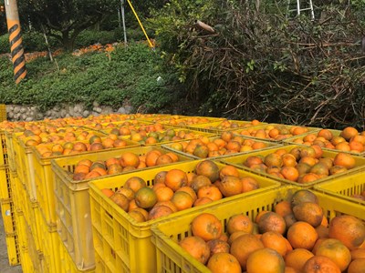 降低農損 農業局將收購3,500噸椪柑次級品