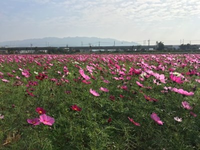 迎花博 中市添多處花田營造花園城市氣氛