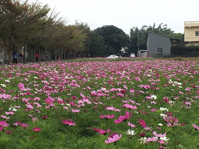 神岡社南里花海節 綠肥作物綻放形成五彩繽紛花田