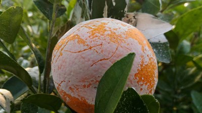 中市農業局：茂谷柑表皮白色粉末非農藥 碳酸鈣粉防日曬與裂果