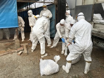 動物防疫人員進行禽隻撲殺工作