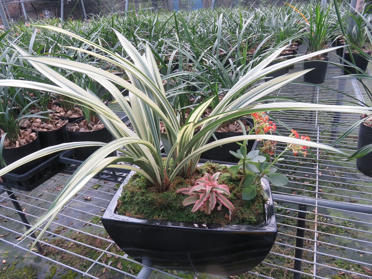 臺中市政府全球資訊網 市政新聞 台灣國蘭孕育推手張民政培育逾300種國蘭行銷國際