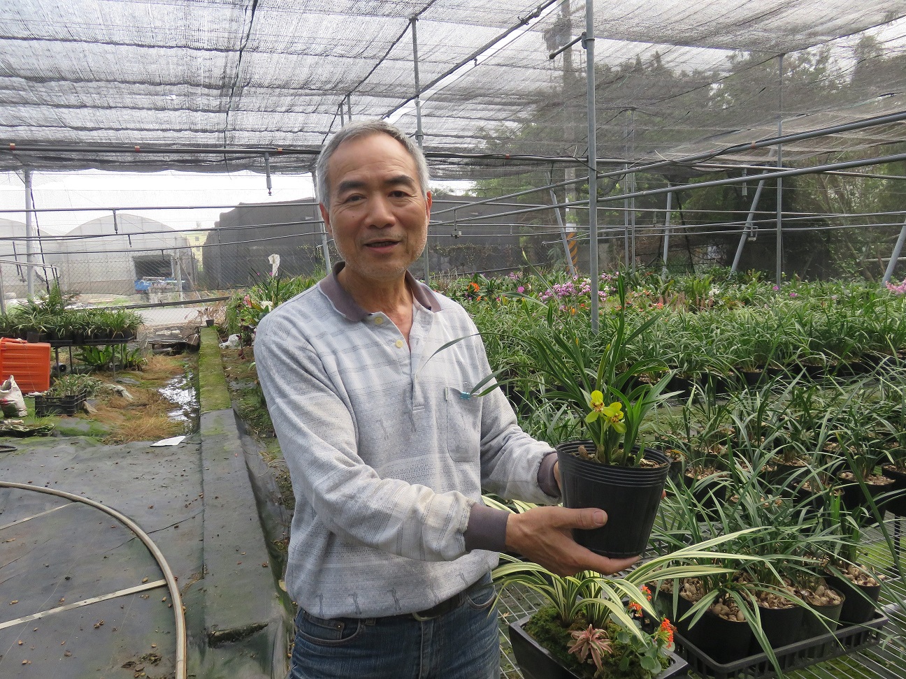 臺中市政府全球資訊網 市政新聞 台灣國蘭孕育推手張民政培育逾300種國蘭行銷國際 臺中市政府全球資訊網 市政新聞 台灣國蘭孕育推手張民政培育逾300種國蘭行銷國際