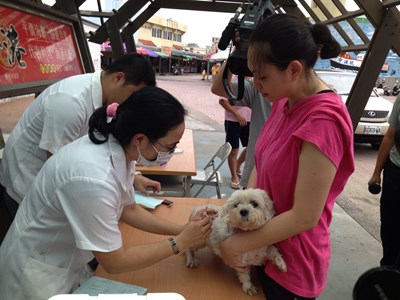 防範狂犬病 動保處於梧棲漁港辦理疫苗預防注射工作