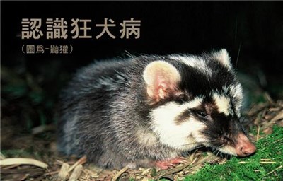 臺中市召開狂犬病跨局處協調會 目標提高動物狂犬病疫苗接種率至60%