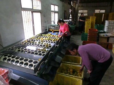 農業局輔導農會收購椪柑次級品 穩定市場價格保障農民收益
