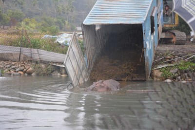 河馬「阿河」重回水中 開心游泳狀況不錯