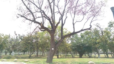 太平區坪林公園樹木枯死 市府調查原因並補植