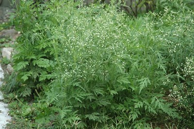 外來有毒植物「銀膠菊」可致人體過敏 農業局呼籲全民共同防除