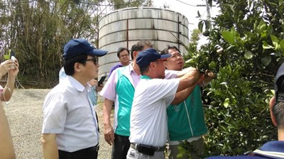 關心中市農業災損 市府秘書長勘查東勢柑橘受損情形