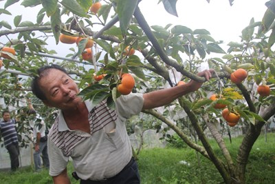 檳榔大王朱國興改種甜柿 名揚海外