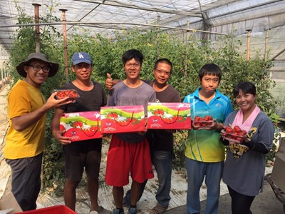 夏天種冬天品種小番茄 市府農民大學堂學員逆向思考開創台灣農業新契機