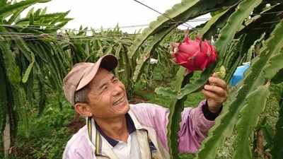 外埔「粉紅佳人」火龍果價格創新高 開創新商機