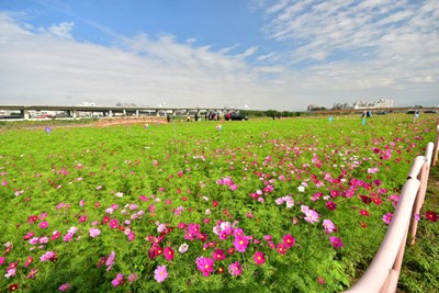 台中大里溪高灘荒地變壯觀花海 水利局「水岸環境認養計畫」推動永續發展