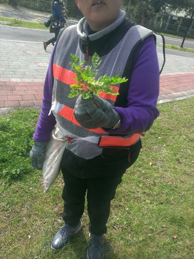 市府清除坪林公園毒草「銀膠菊」 後續加強巡查即時拔除幼苗