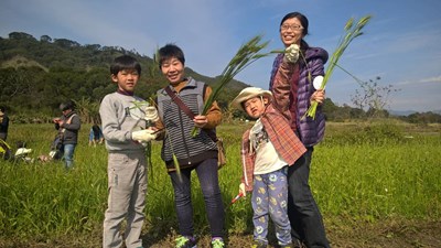 大甲採收小麥花 民眾收穫滿滿