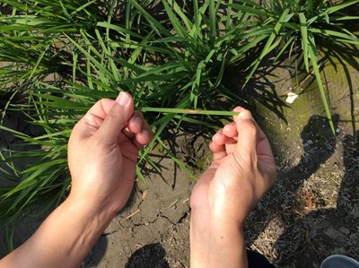 氣溫漸升 農業局提醒預防稻熱病